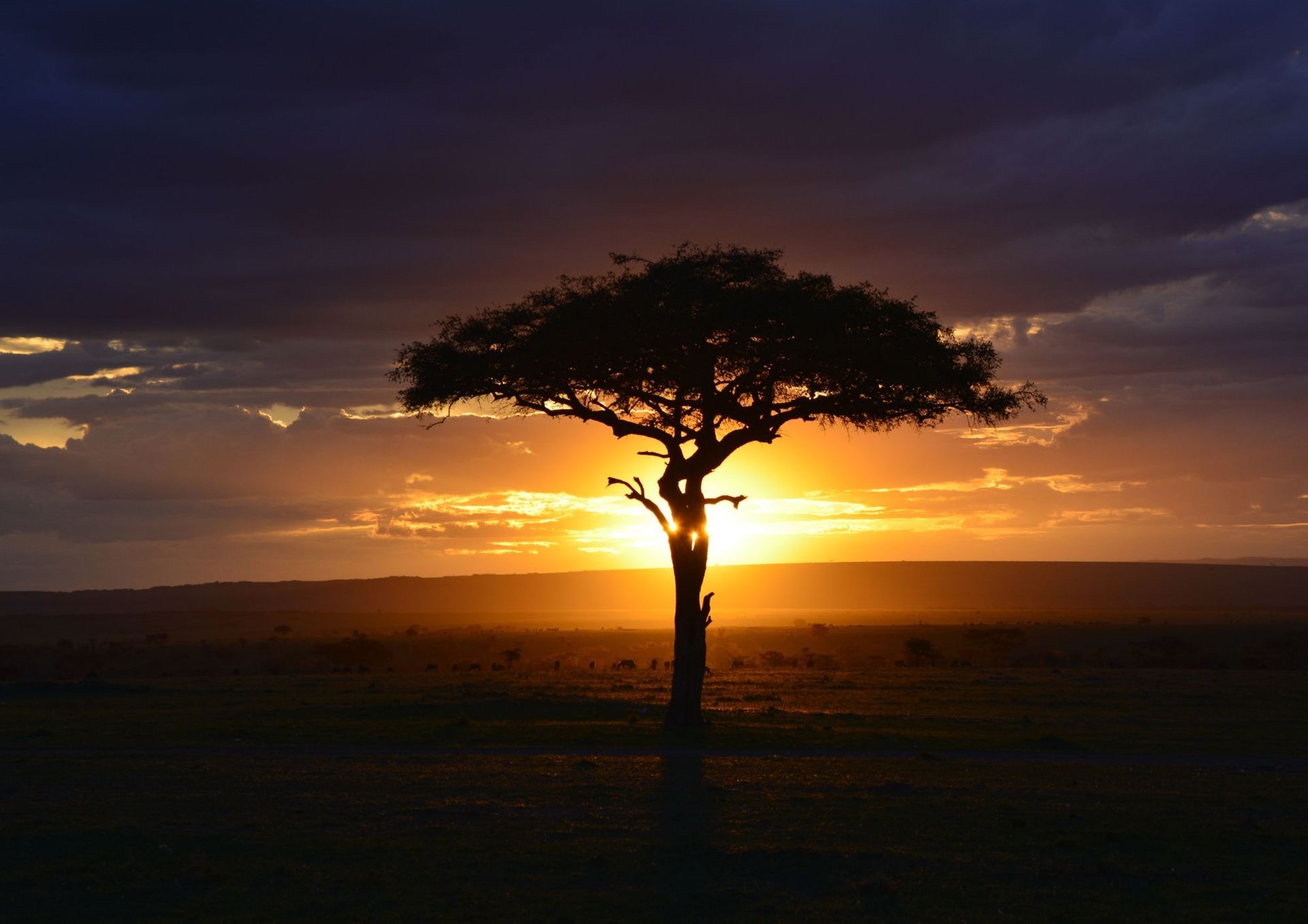 Silhouette of a tree against a bright orange sunset in an open field, with dark clouds overhead.