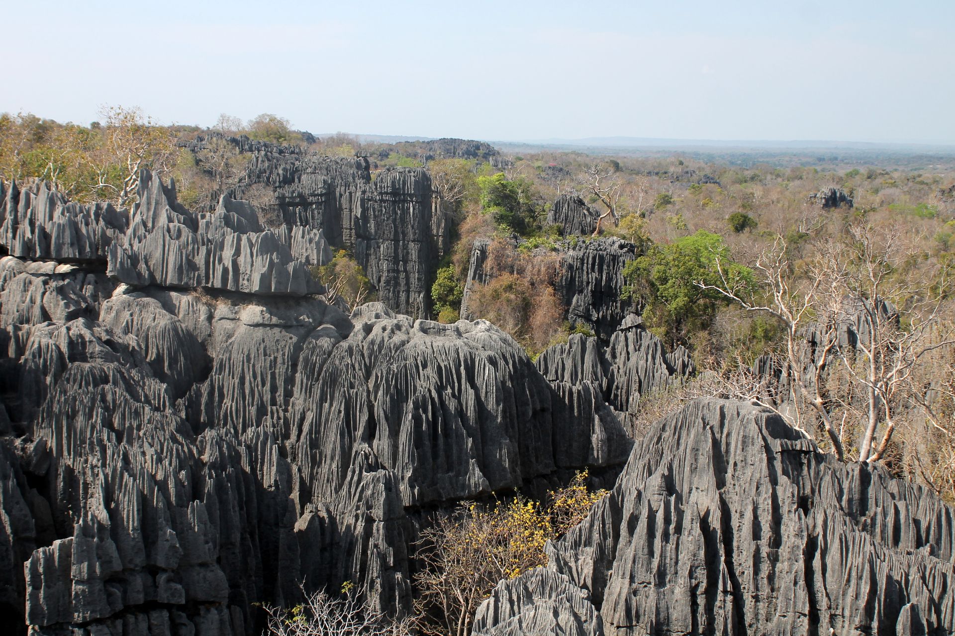 Jagged gray limestone formations in a landscape, sparse vegetation, clear sky. Madagascar.