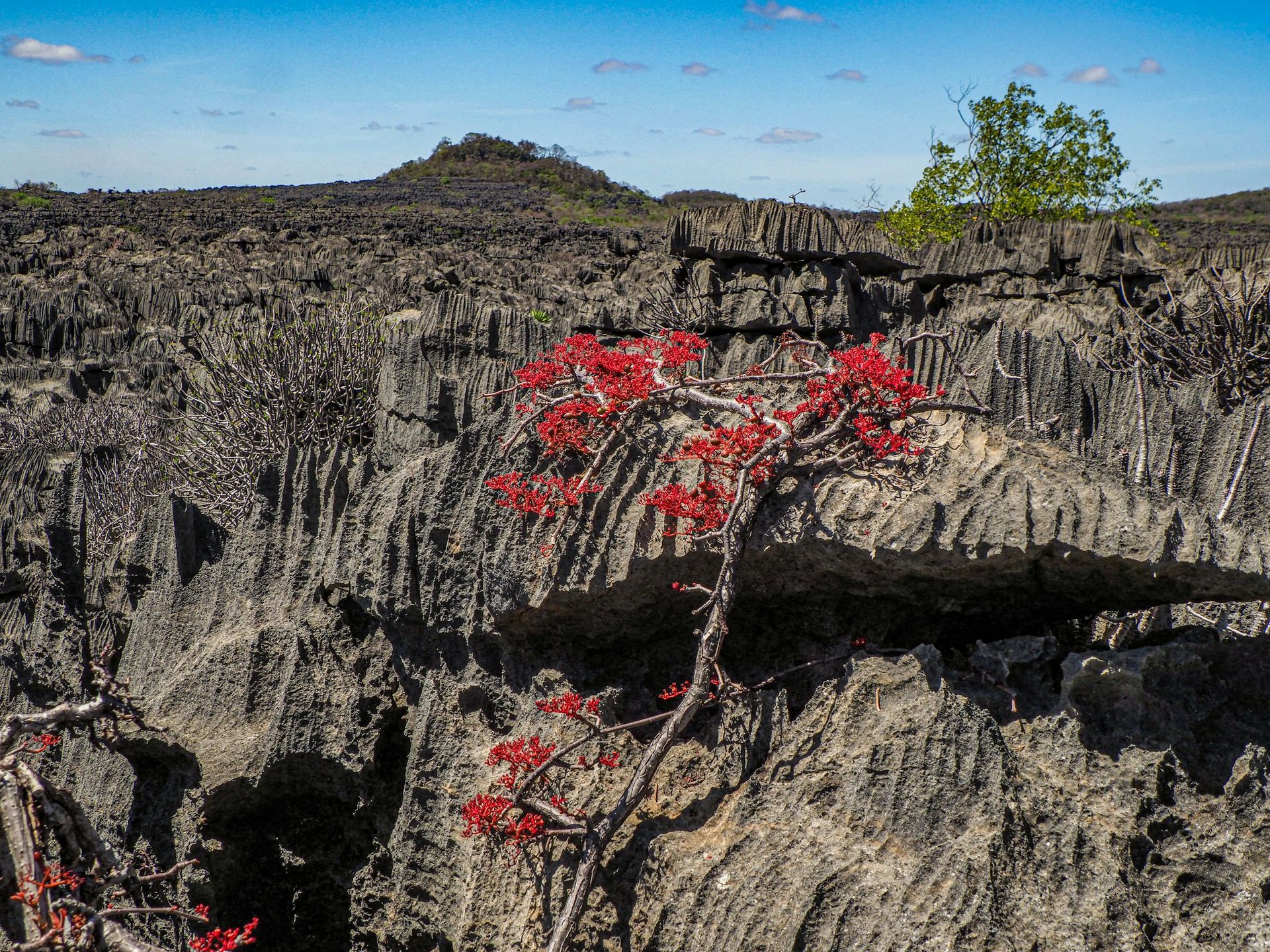 Jagged gray limestone landscape with red-leafed plant in Madagascar.