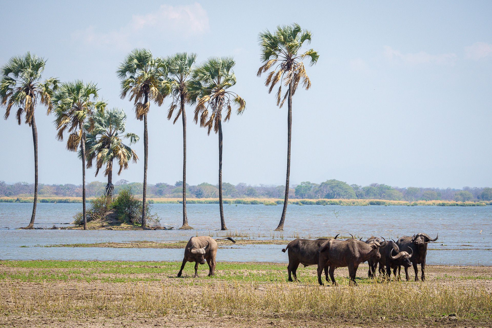 Herd of African buffalo near water and palm trees. Blue sky in background.