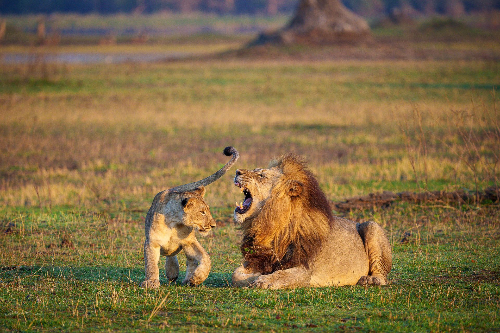 Lion with a large mane roars at a young lion in a grassy field.