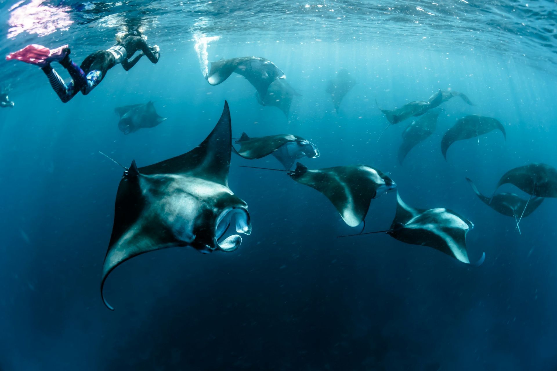 Divers swim amongst a group of manta rays underwater; some rays have open mouths, others are silhouetted.