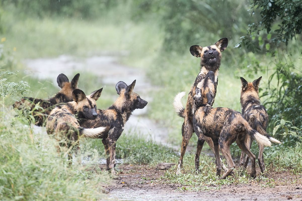 African wild dogs, dappled brown and black, in a grassy clearing, one standing on another.