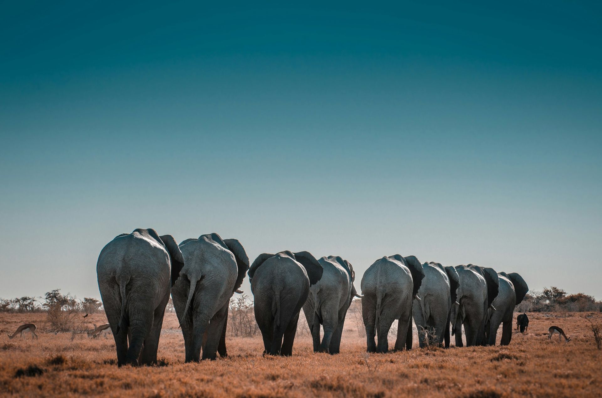 A herd of elephants walking away across dry, brown grasslands under a clear, blue sky.