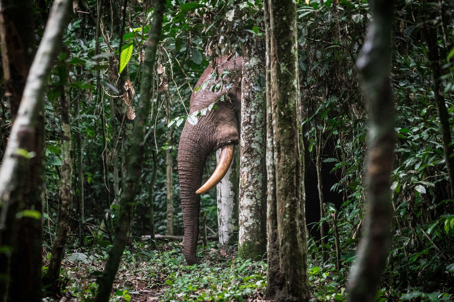 Elephant with large tusks in a lush forest, partially obscured by trees.