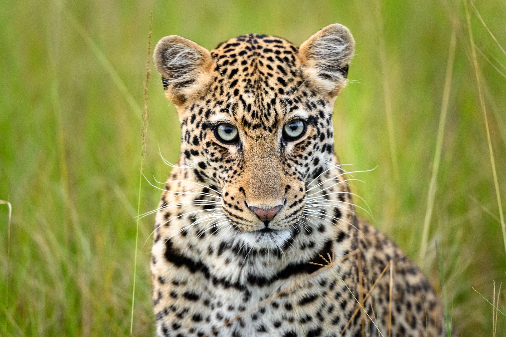 Young leopard with striking blue eyes in tall green grass.