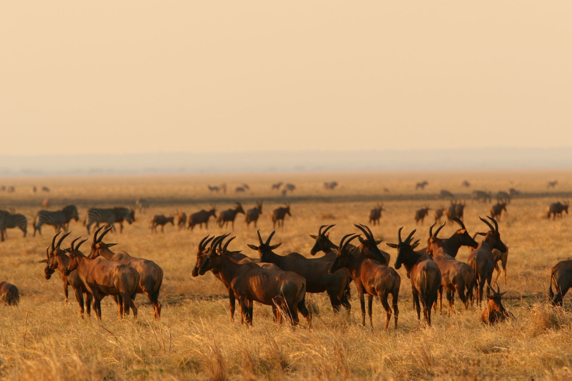 Herd of topi antelopes grazing in a golden field under a hazy sky.