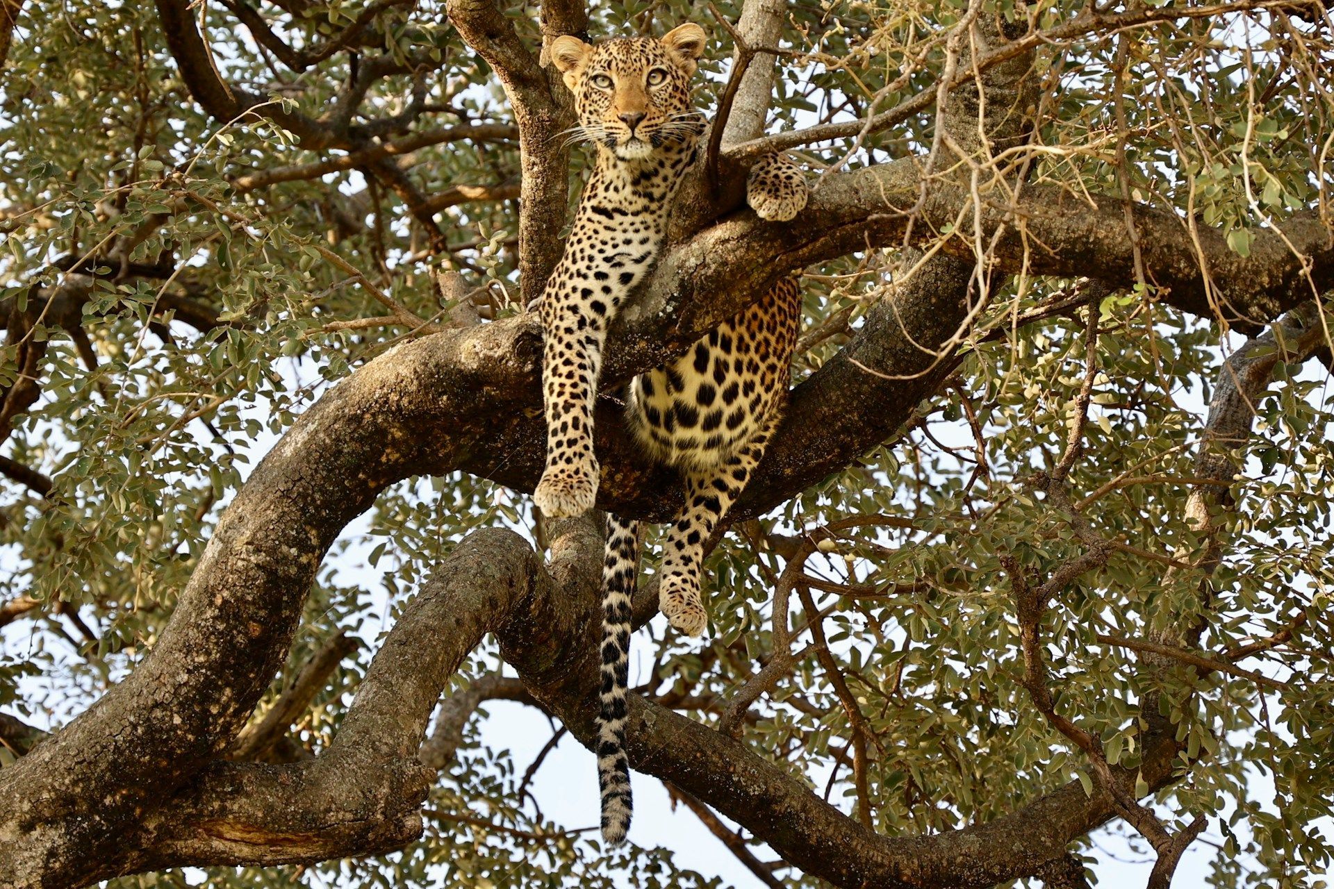 Leopard resting in a tree with spotted fur, looking down with a relaxed gaze.