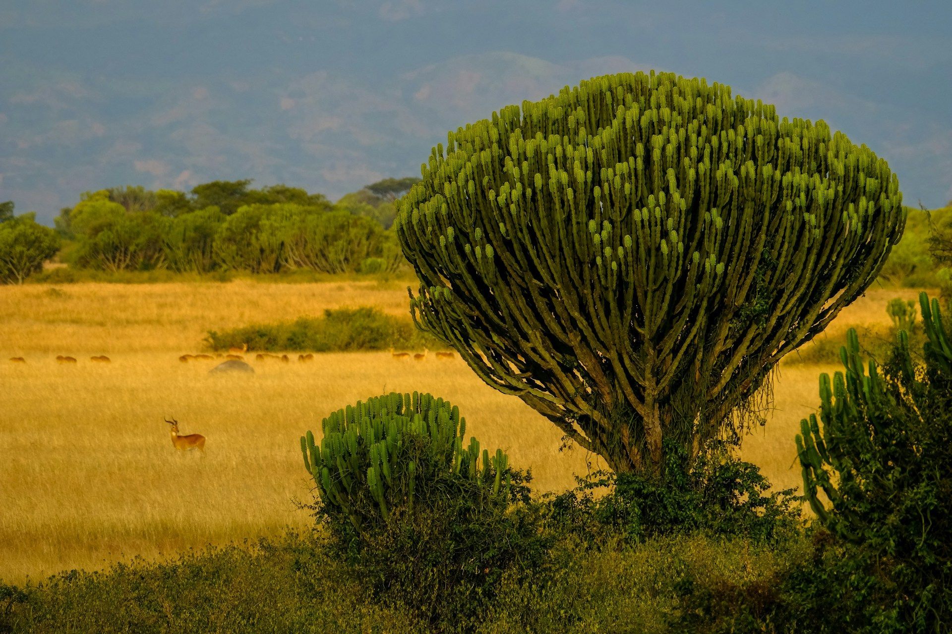 Savanna landscape with a large green tree, golden grass, and an antelope.