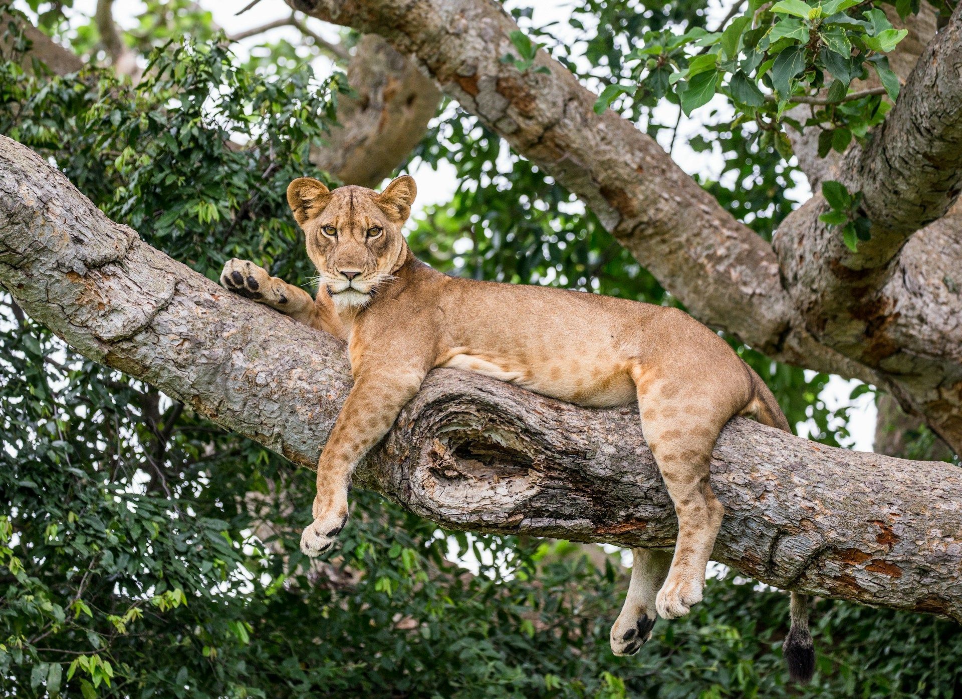 Lioness resting on a large tree branch, looking directly at the camera.