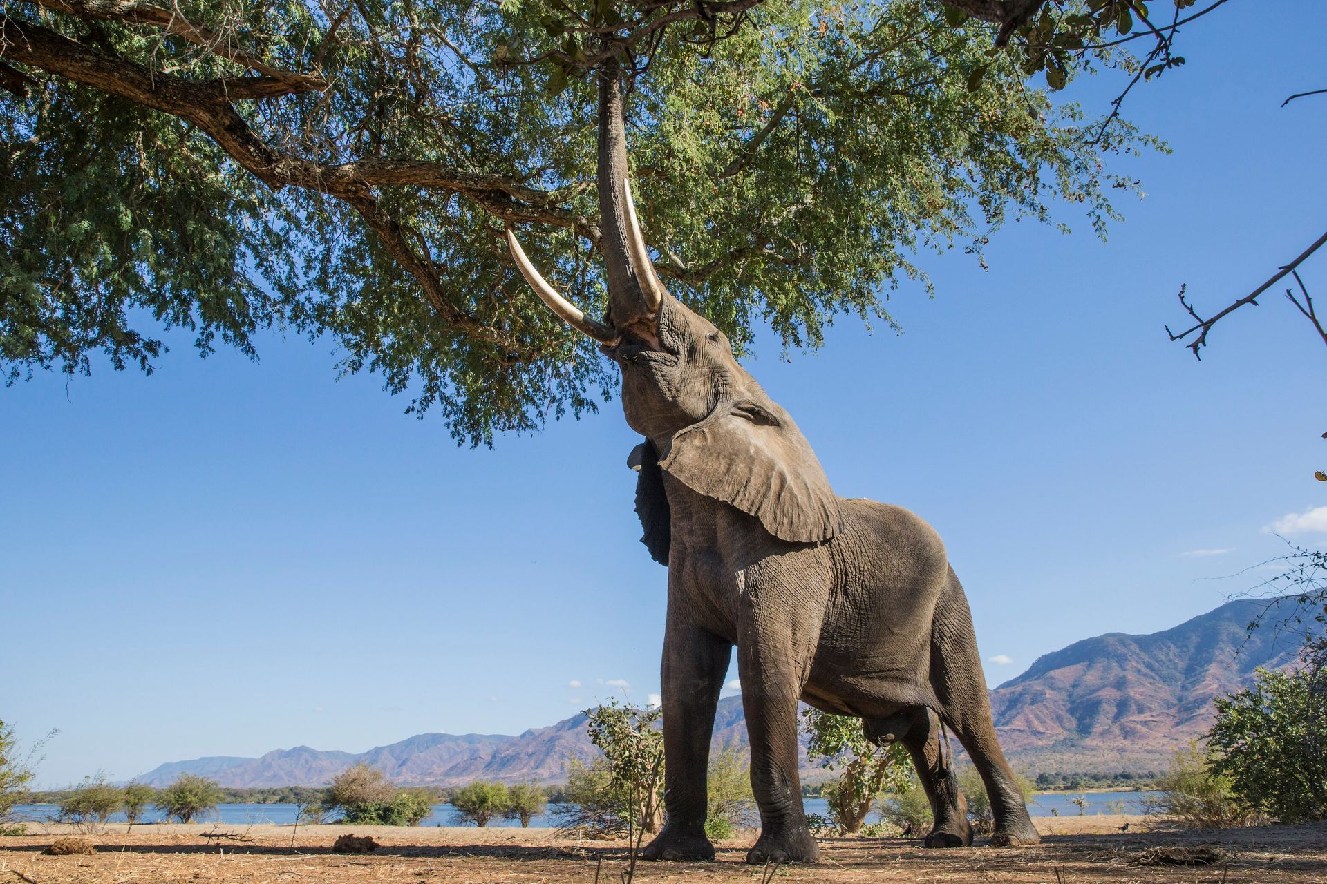 Elephant reaching up to eat leaves from a tree; sunny day with blue sky, lake and mountains in background.