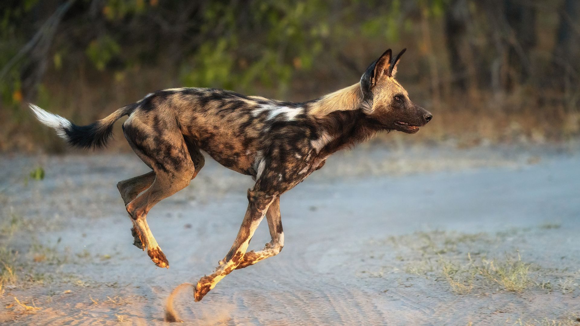 African wild dog in mid-stride, mottled fur, running on a dirt road, natural setting.