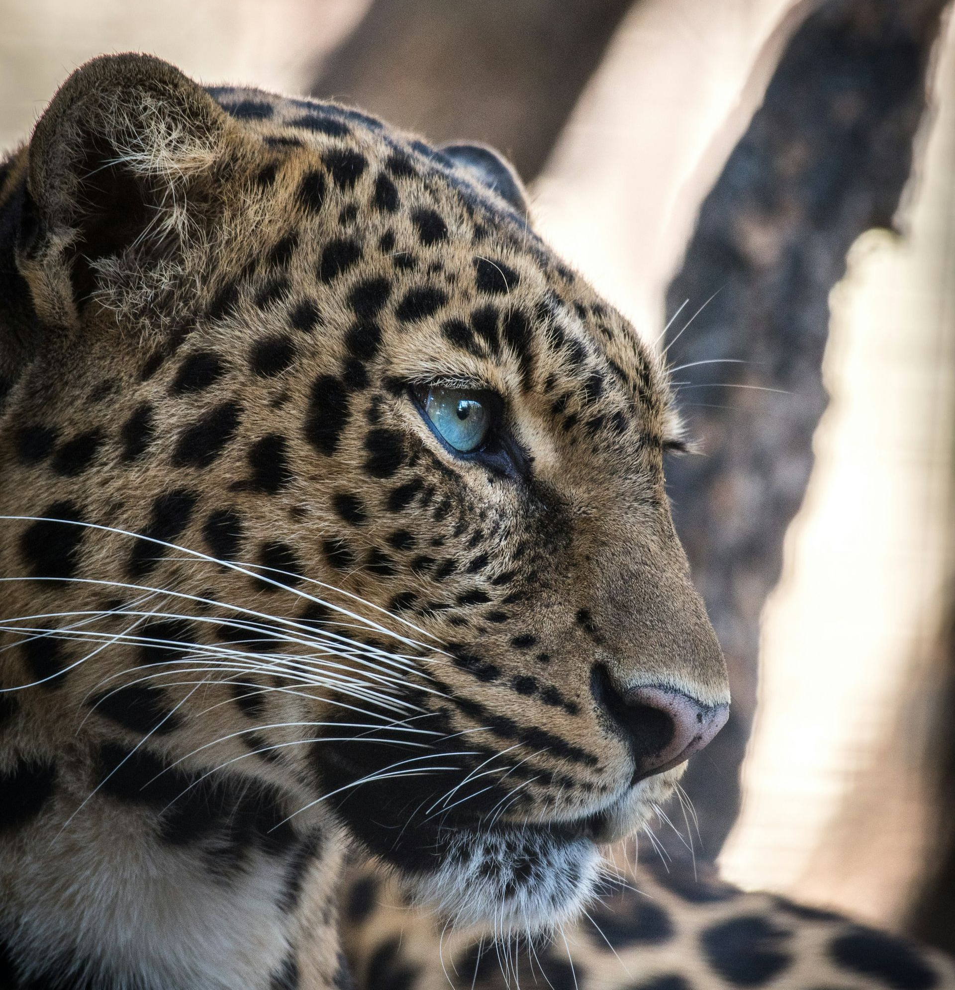 Ubon Safaris Leopard