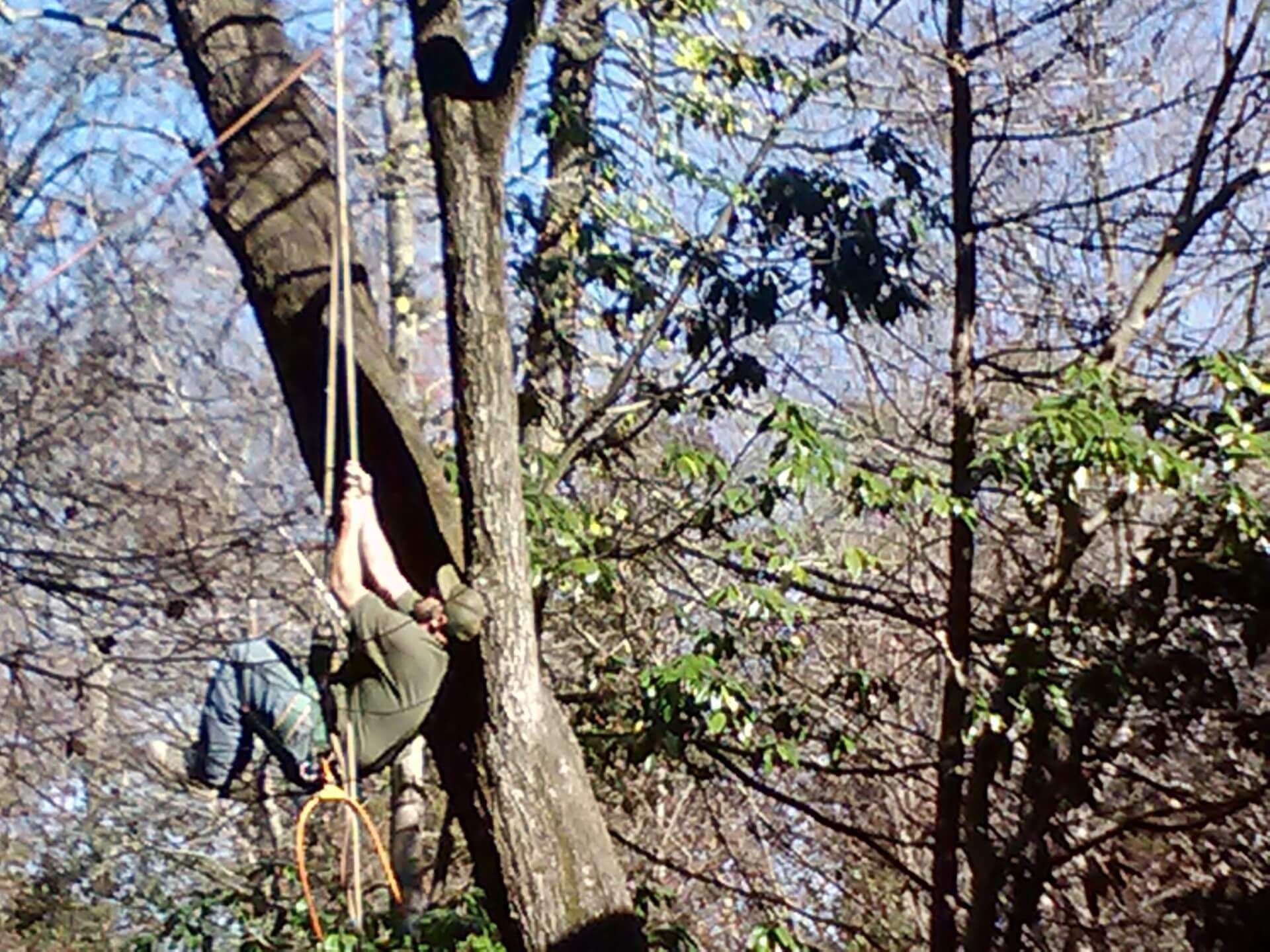 Person climbing a tree with ropes in a wooded area.