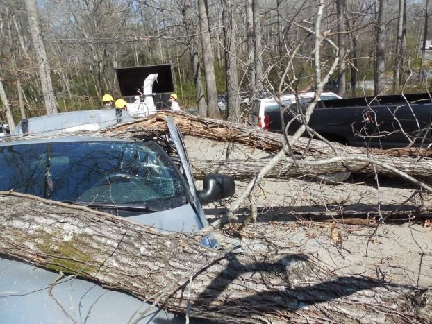 Tree fallen on a car, with workers visible in background.