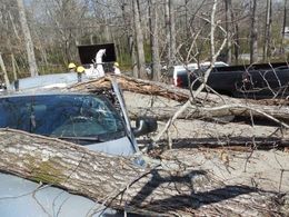 Tree fallen on silver car; workers in yellow vests nearby, trees in the background.