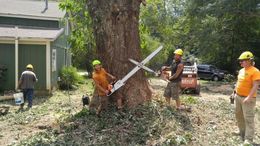 Three tree service workers cutting a large tree with chainsaws near a house, wearing safety gear.