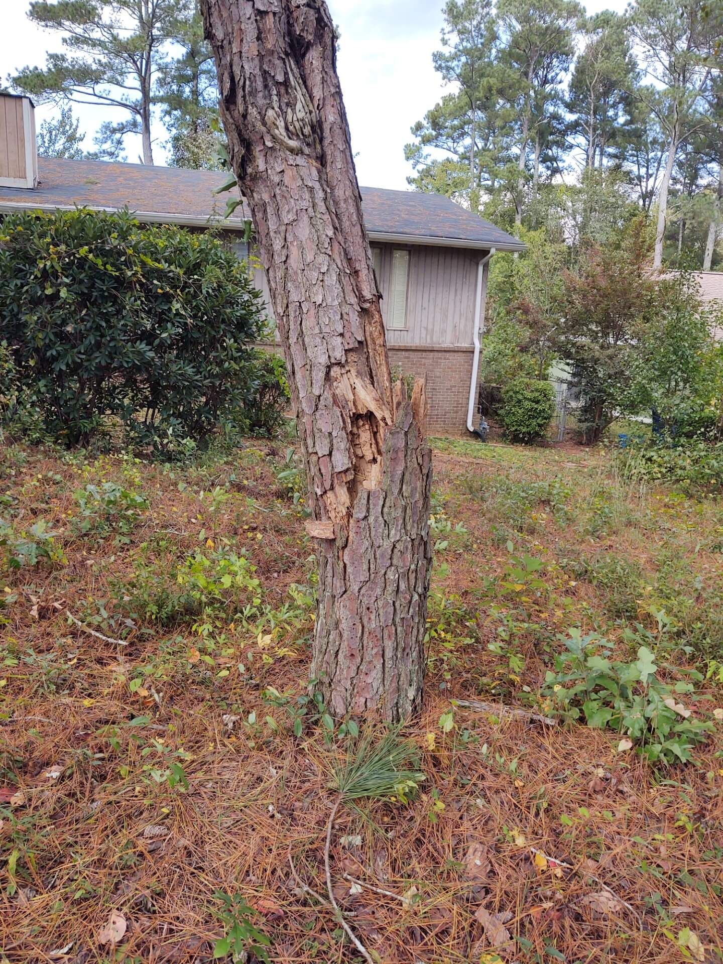 Tree trunk with visible damage; in front of a house.