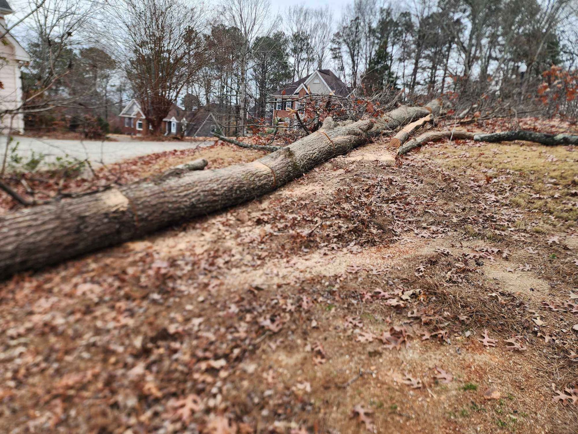 Fallen tree trunk on ground, surrounded by leaves. Houses and trees in the background.