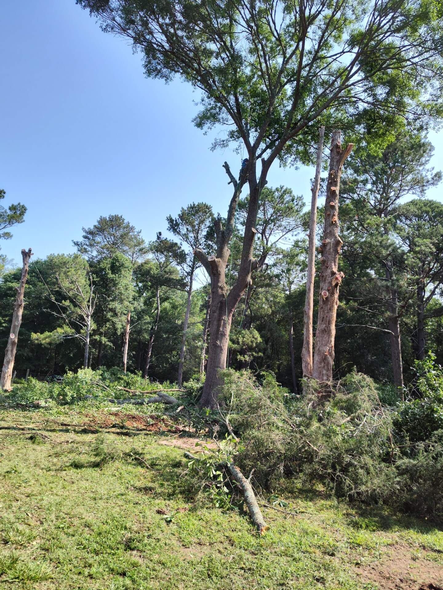 Partially cut trees in a grassy area, with remaining branches and forest background under a blue sky.