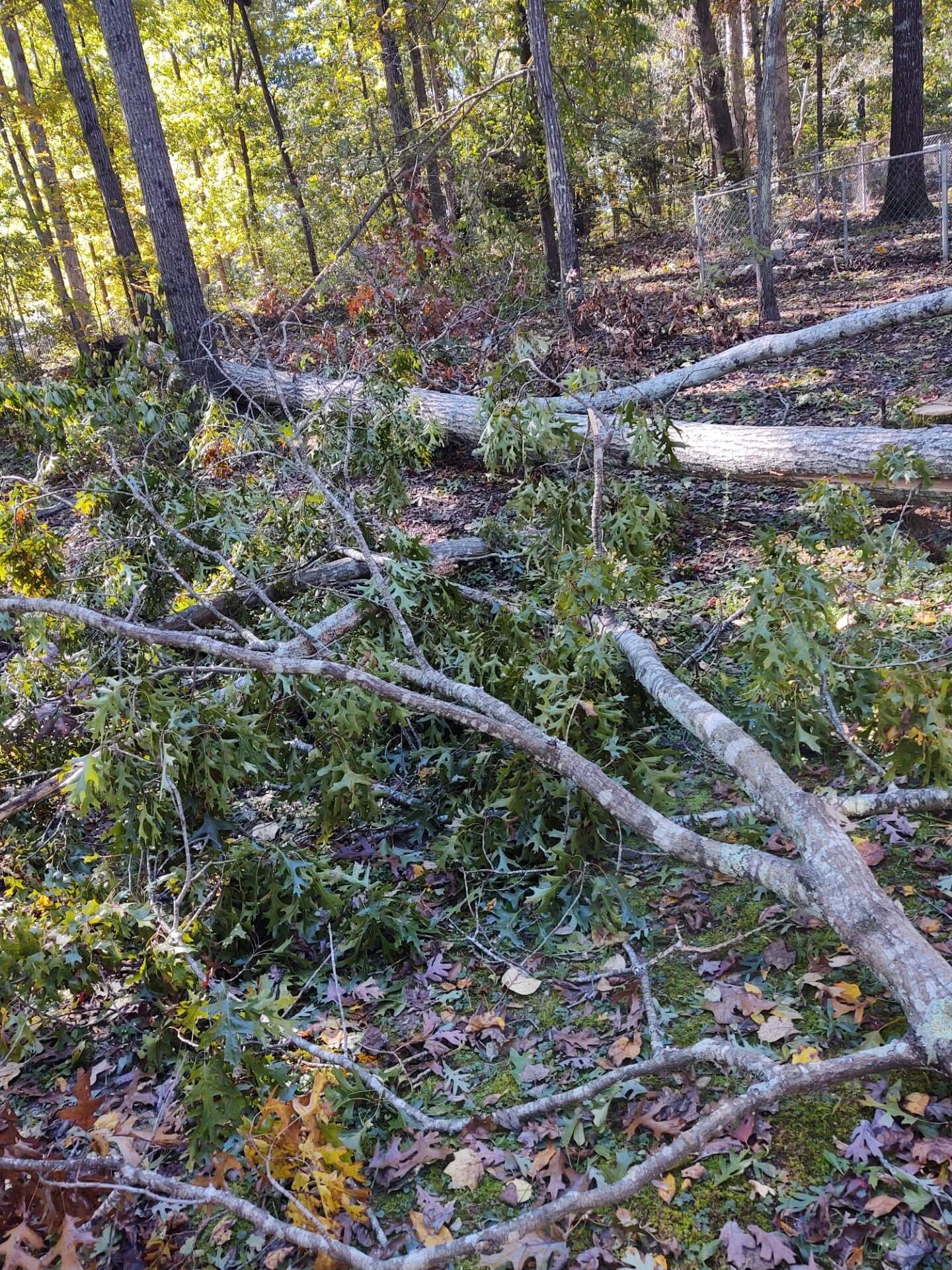 Fallen tree with branches covered in green leaves and scattered on the forest floor.