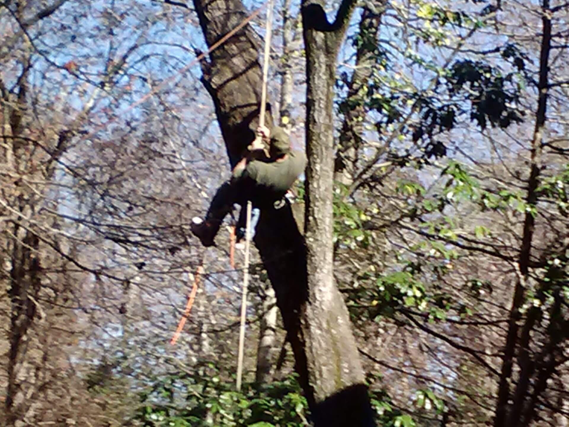 Person climbing a tall tree with ropes in a sunny forest.