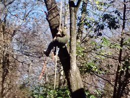 Person climbing a tall tree with ropes in a sunny forest.