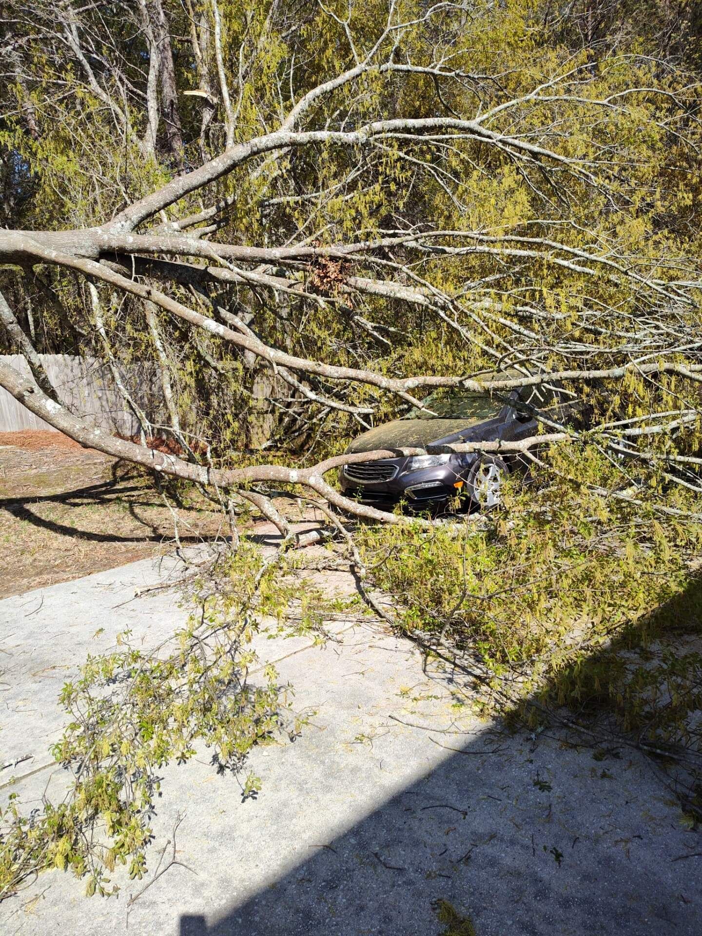 A tree has fallen on a car parked in a driveway, surrounded by green bushes and trees.