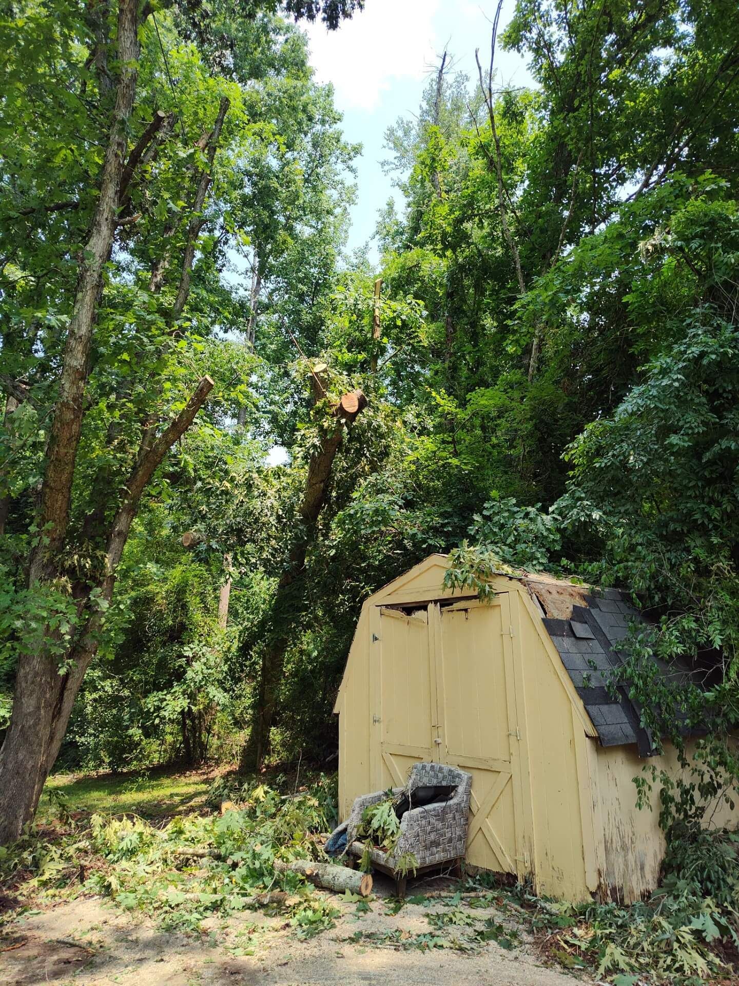 Tree being trimmed above a yellow shed, surrounded by other trees and green foliage.