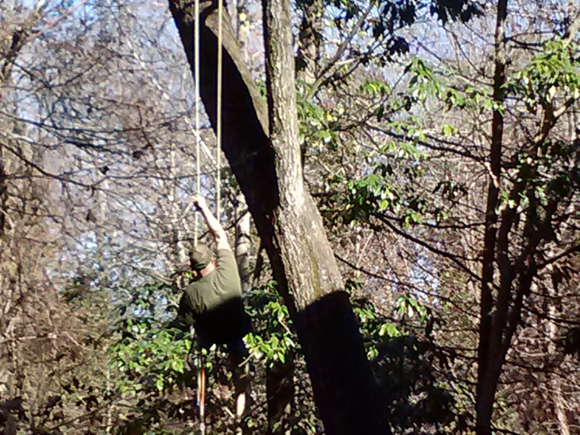 Person climbing a rope in a forest, reaching upwards.