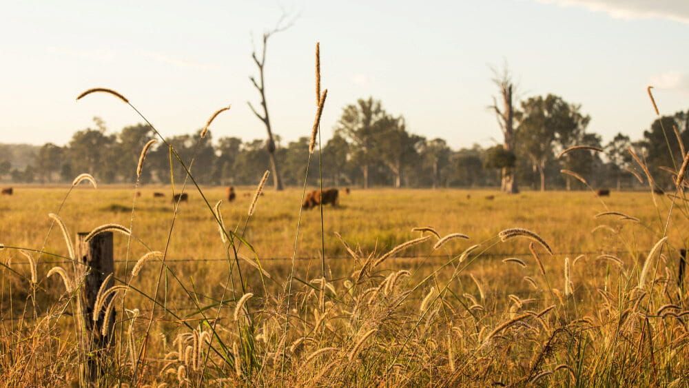 Golden Field With Grazing Cattle and Trees Under a Hazy Sunset — Country Coast Valuers in Laurieton, NSW
