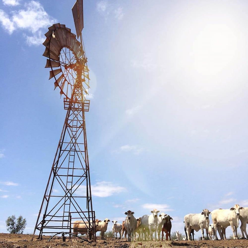 Windmill in Sunlight, Cattle Herd Gazing — Country Coast Valuers in Cundletown, NSW