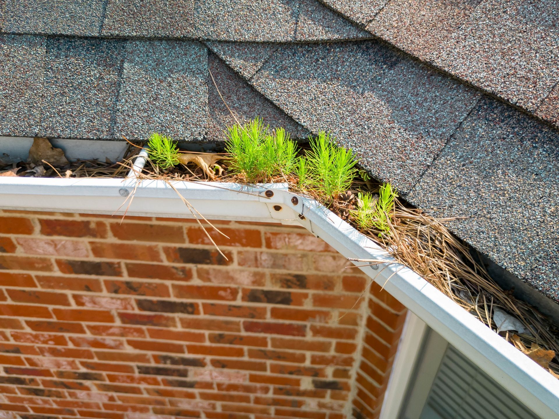 Gutter overflowing with debris, including small green plants, next to a brick wall and shingled roof.