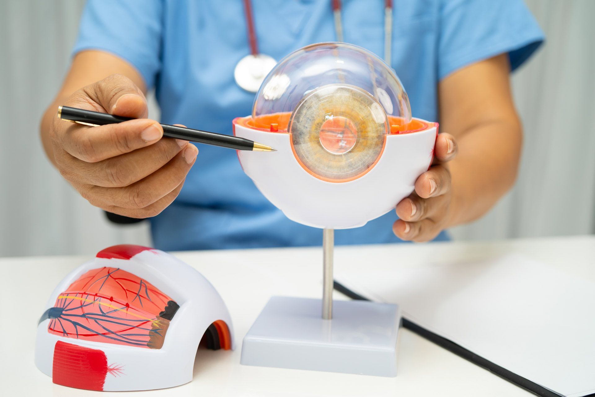 Eye doctor working with a model of the eye anatomy and showing parts with a pen.