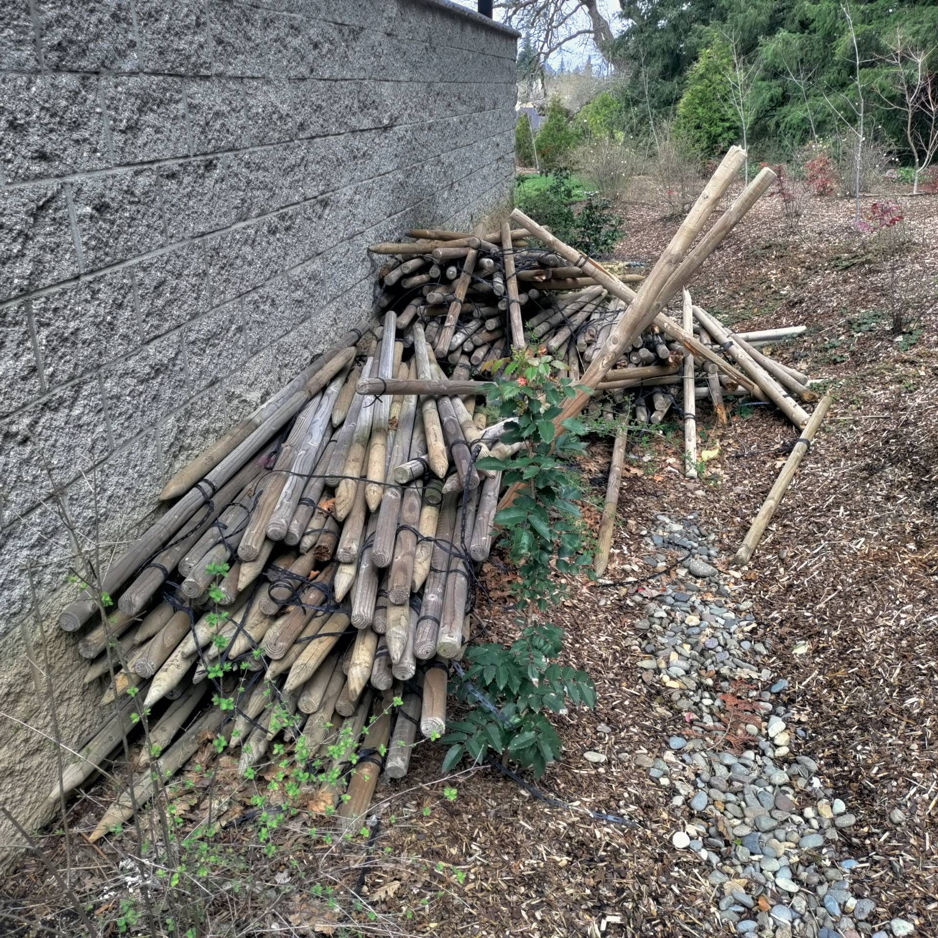 Pile of wooden stakes leaning against a concrete wall, next to a small gravel path and foliage.