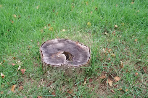 Tree stump in a grassy yard, with visible rings and a hole in the center.