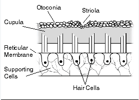 ear diagrams in northwest arkansas