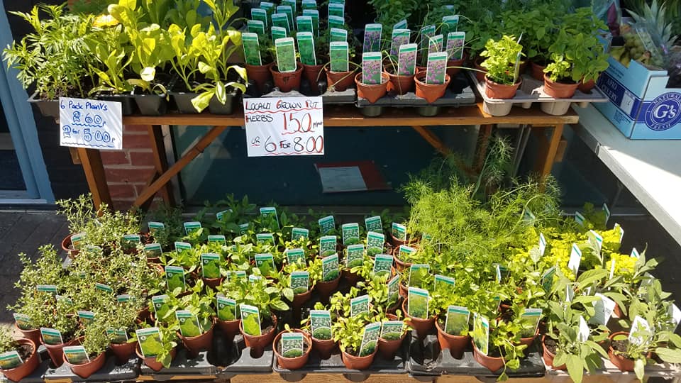 Flowers and plants image