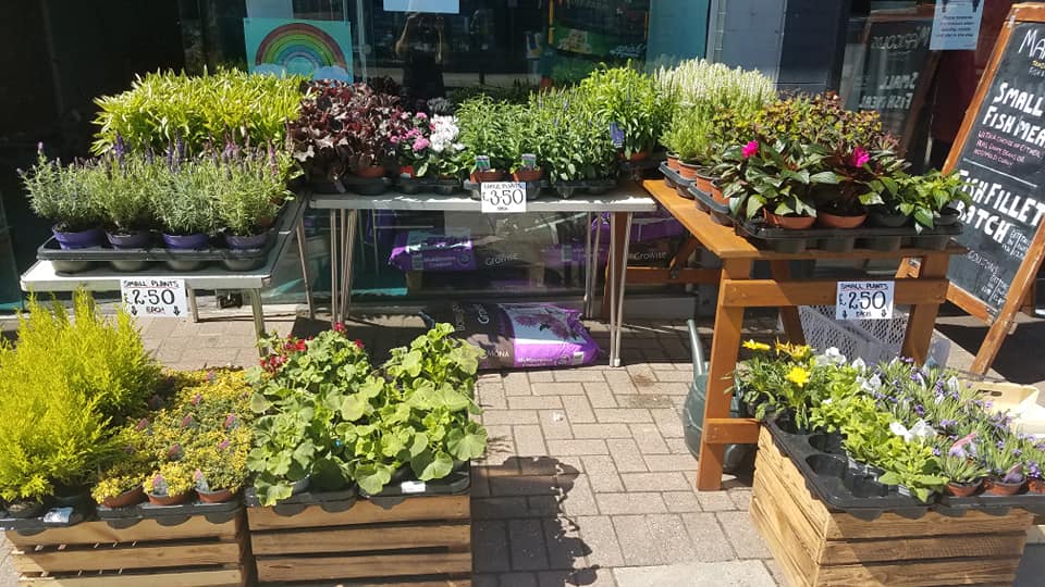 Flowers and plants image