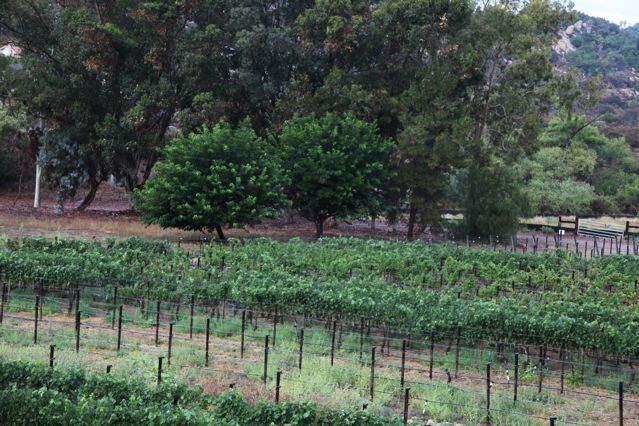 A vineyard with a fence and trees in the background