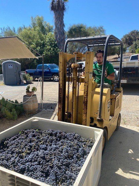 A man is driving a forklift carrying a crate of grapes