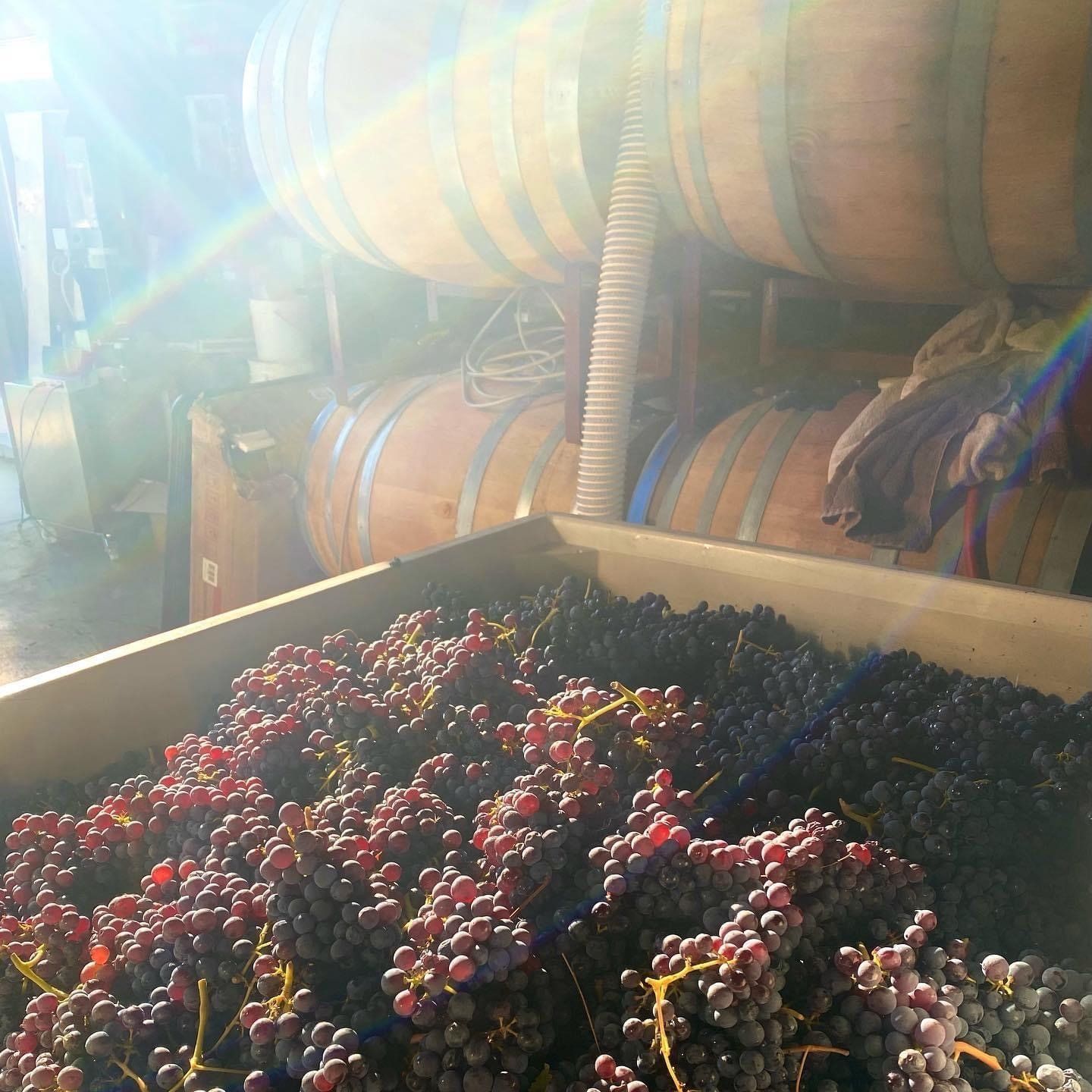 A bunch of grapes in a wooden box with barrels in the background