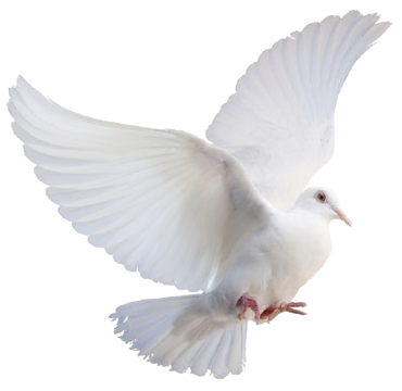 A white pigeon is flying in the air with its wings spread.