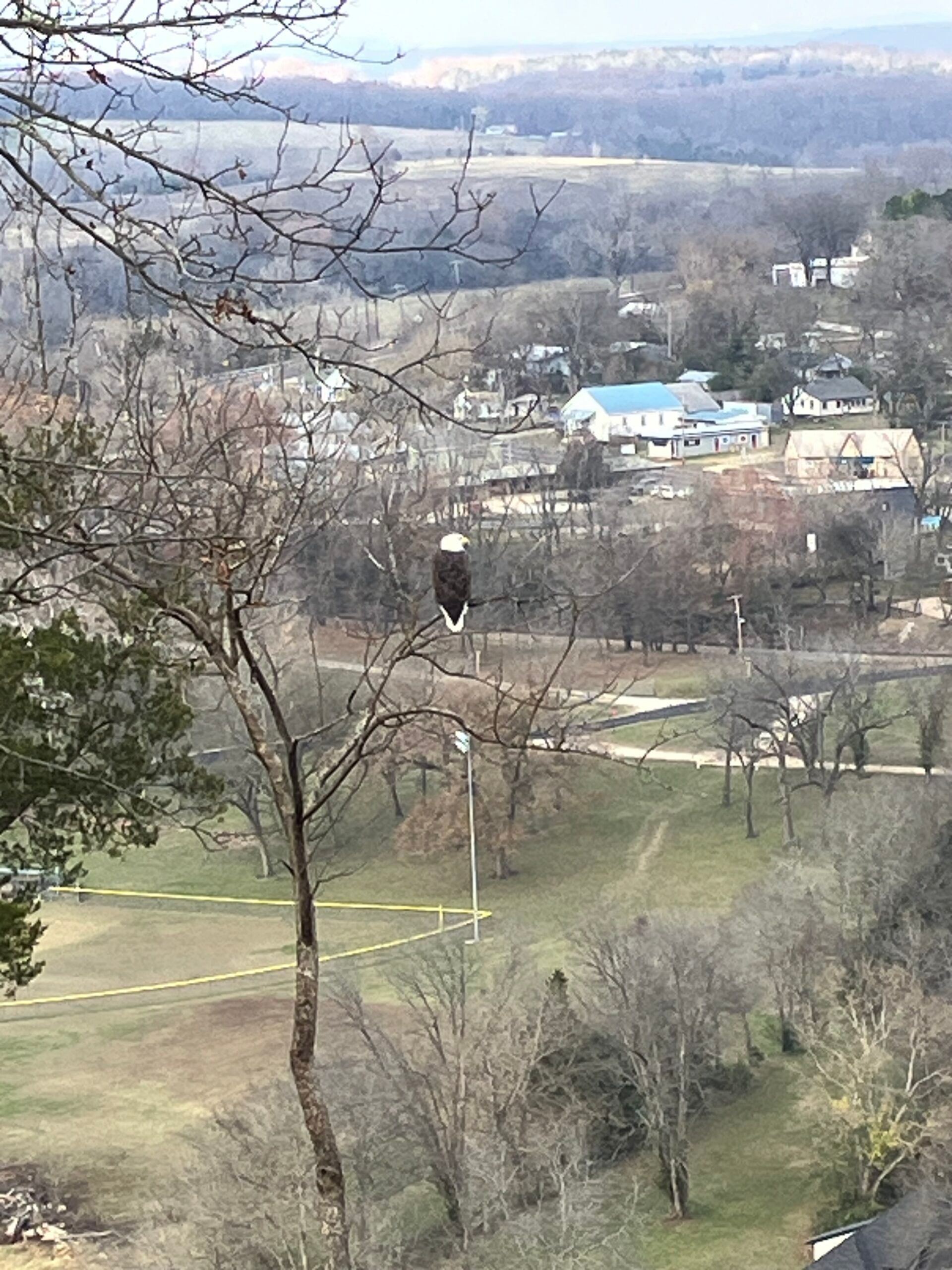 Bald eagle perched in a bare tree, overlooking a town and valley on a hazy day.