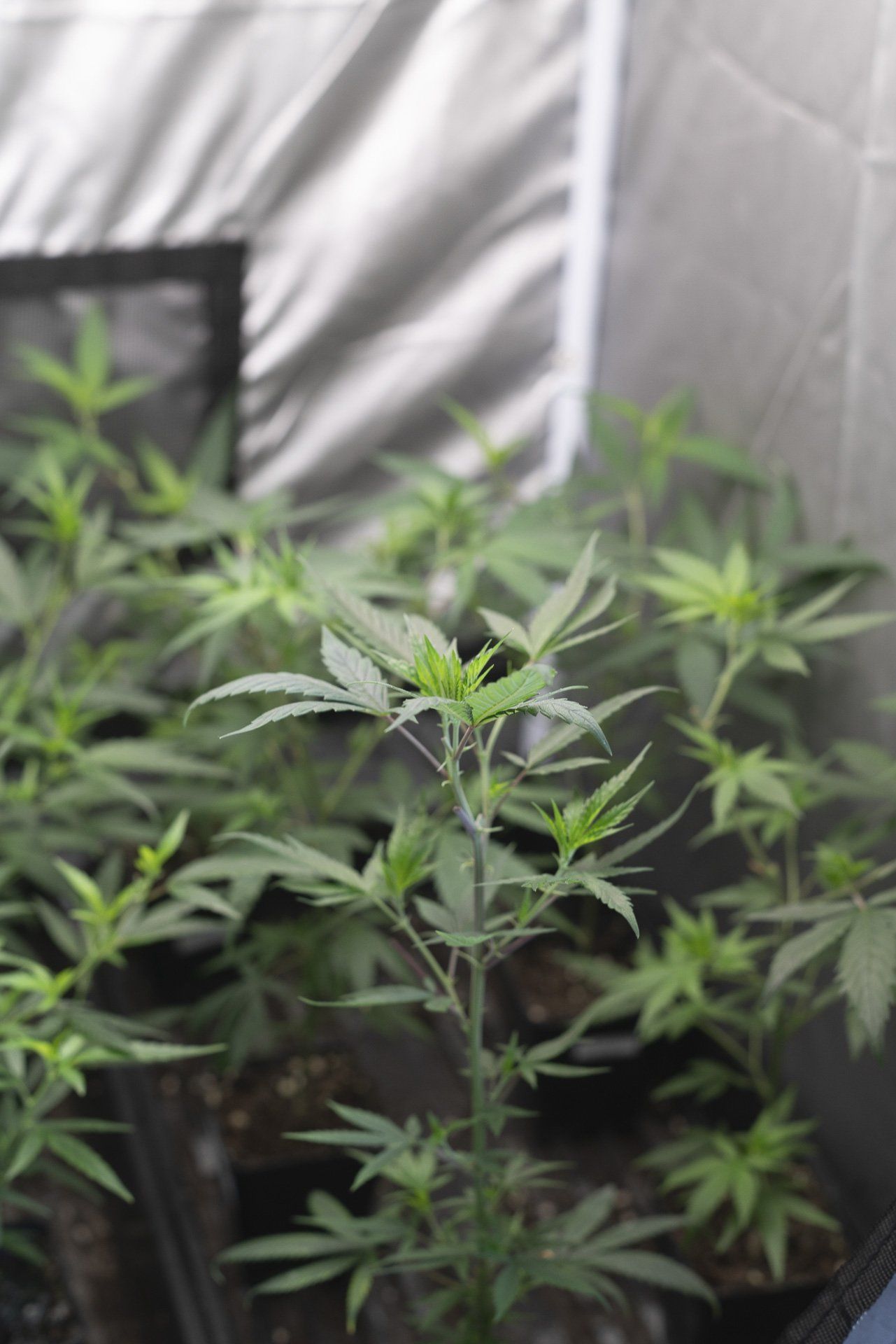 talee di cannabis legale