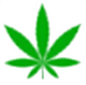 foglia cannabis
