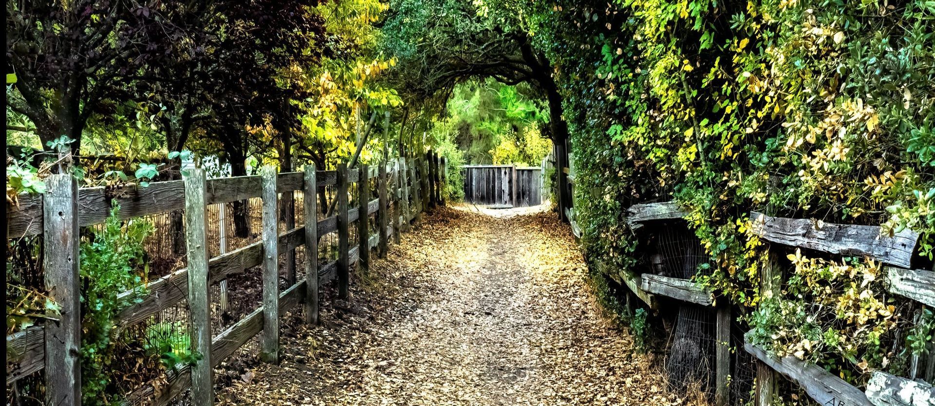A wooden fence surrounds a path in the woods.