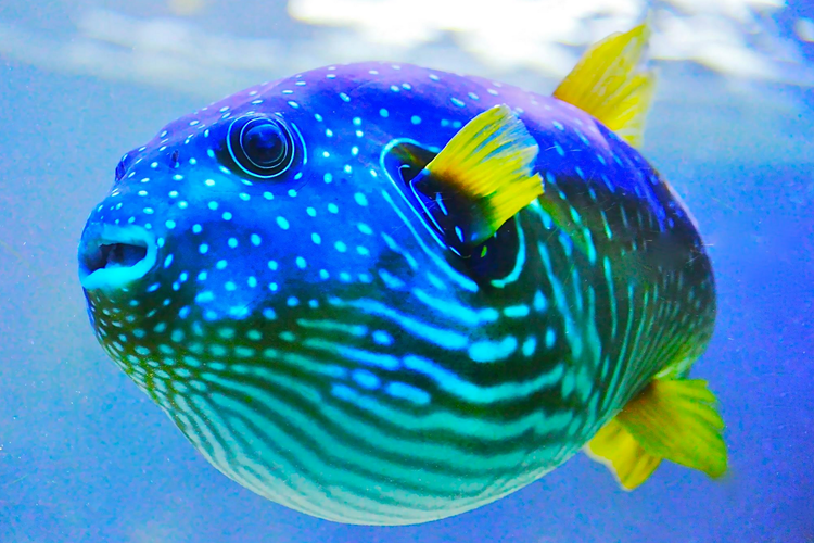 A blue and yellow fish is swimming in the ocean