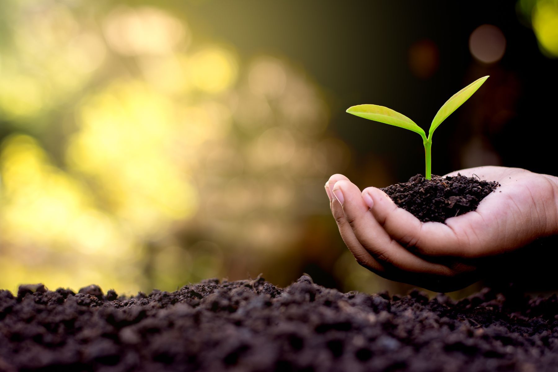 Intervento di bonifica ecologica