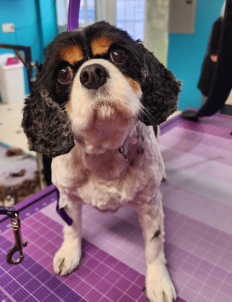 A black and white dog is standing on a purple cutting board.